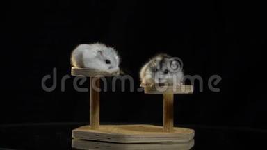 木座上的两只可爱的仓鼠互相看着对方，<strong>扭动</strong>着一丝，其中一只跳了下来